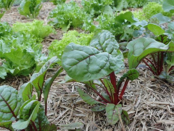 This year's garden - small and productive