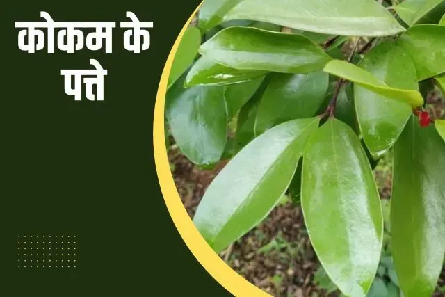 kokum fruit leaf in Hindi