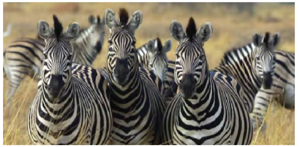 Gambar Populasi (Sekelompok) Zebra