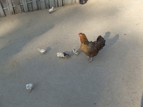 A yardbird at an Assamese home.