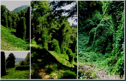 kudzu collageNC3