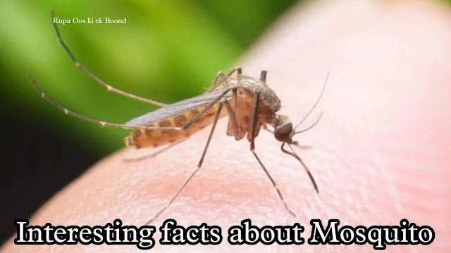 30 रोचक जानकारीयां  मच्छर के बारे में || 30 Interesting facts about Mosquito ||