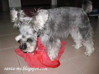 TOTE-BAG MINIATURE-SCHNAUZER