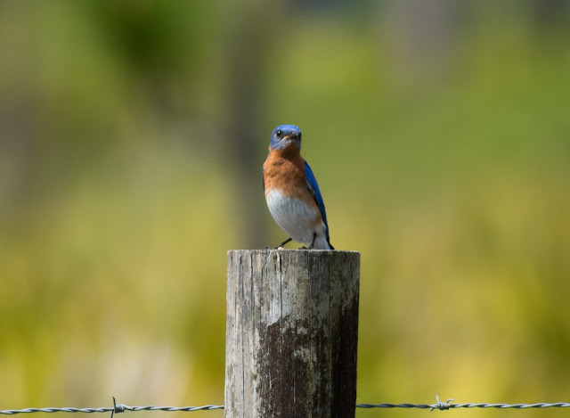 Eastern Bluebird - Joe Overstreet Road, Florida