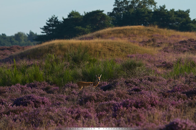 Ree met op de achtergrond één van de grafheuvels nabij de Aardjesberg - Roe Deer in front of ancient burial mound near Aardjesberg Netherlands