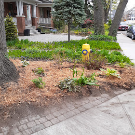 High Park North Spring Cleanup and Makeover After by Paul Jung Gardening Services--a Toronto Gardening Company