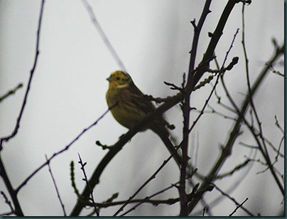 39-yellowhammer