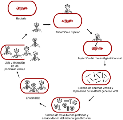 Ciclo de vida de los virus