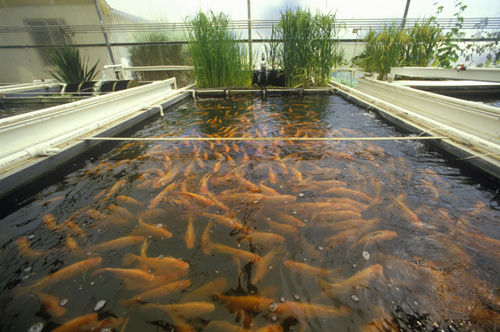 Fish Farming