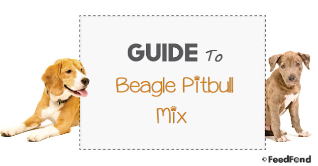 Beagle Pitbull Mix – Dog Breed Guide