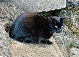 Gato Negro de Salem