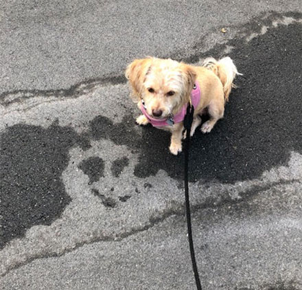 Astronomer Assistant Ruby spots a flattened ghost in the street (Source: Palmia Observatory)