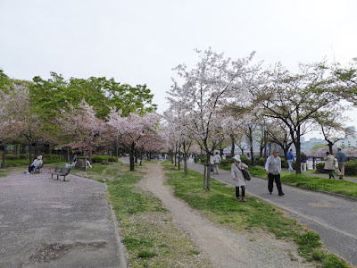 桜之宮公園の桜並木（お花見ウォーキング）