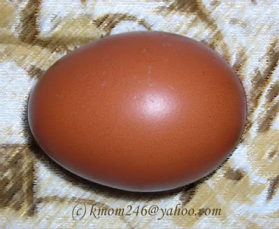 Maran Egg by kmom246@yahoo.com