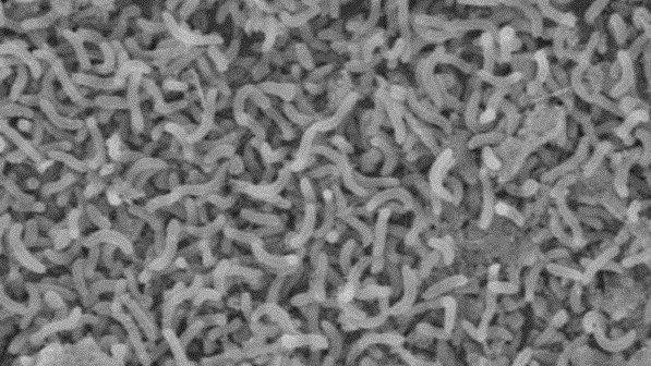 bacteria-size-598