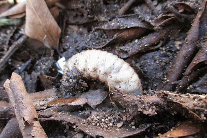 Got Grubs? You Need Nematodes!