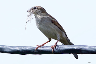 "House Sparrow - Passer domesticus  perched on a cable with nesting material in its beak."