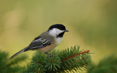 Beautiful Small Bird Wallpaper