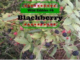 Wild Edibles