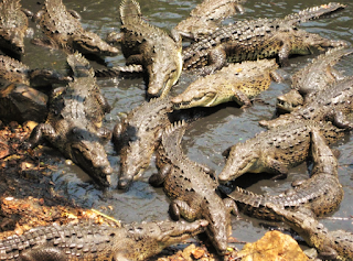 Ramree Island- Crocodiles near Burma