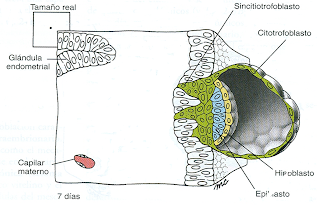 Resultado de imagen para citotrofoblasto