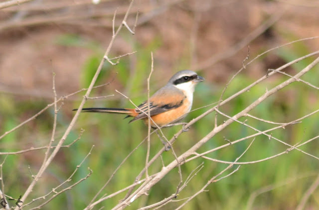 The long-tailed shrike or rufous-backed shrike (Lanius schach) 