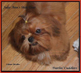  Julie Ann 's Shih Tzu