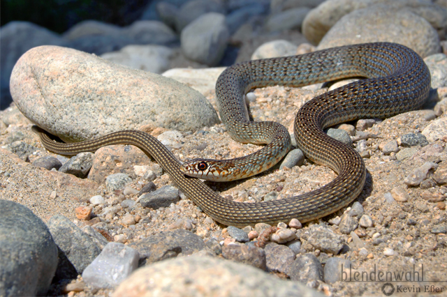 Kaspische Zornnatter - Dolichophis caspius