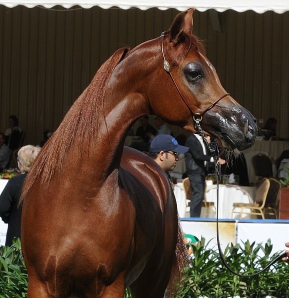 Arabian Horse Festival