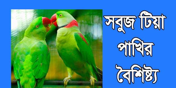 সবুজ টিয়া পাখির বৈশিষ্ট্য