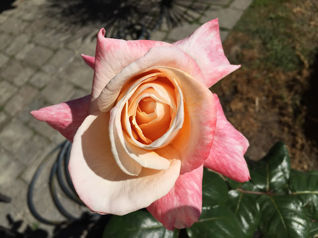 Rose, Hybrid tea, Jerry Twomey, American_honor