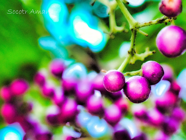 Callicarpa japonica