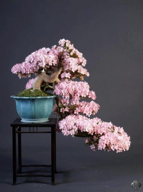 A magnifica arte do Bonsai