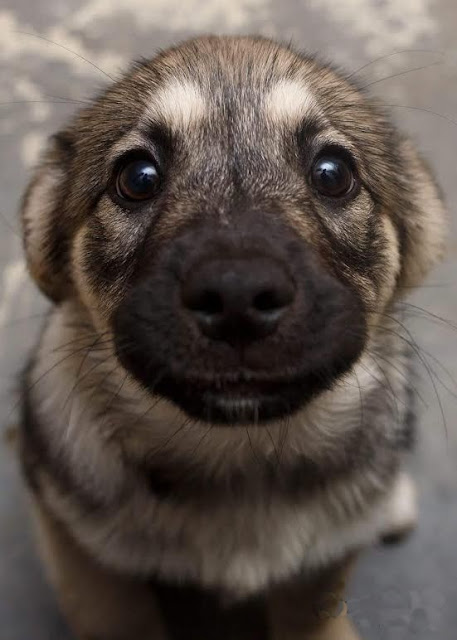 German Shepherd Puppy Cute Eyes