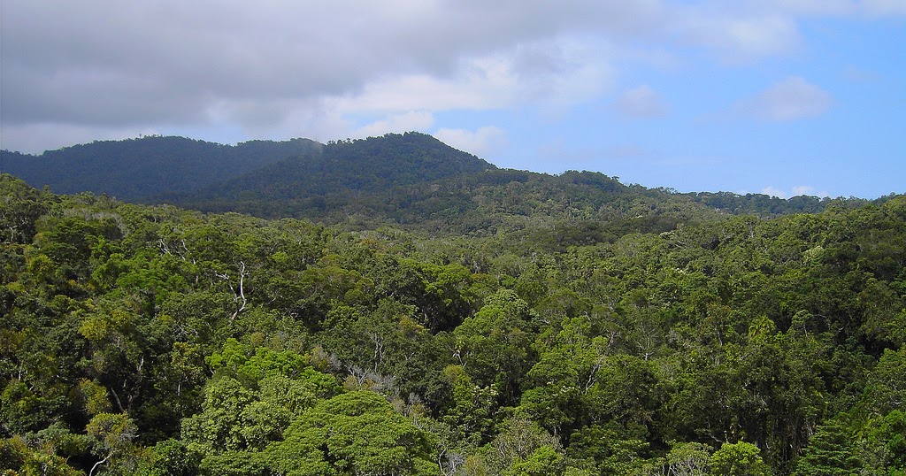 Sebutkan 10 Hasil Hutan Indonesia Inilah Jawabannya