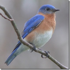 600px-Eastern_Bluebird-27527-2