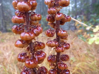 Pinedrops (Pterospora andromedea) – fall colors