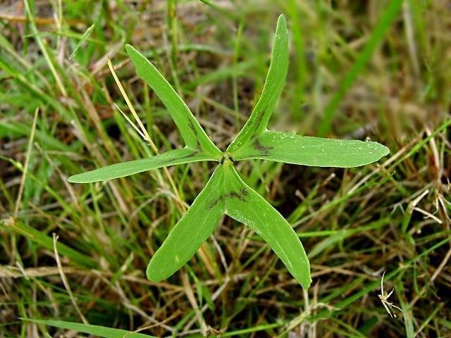 Кислица Друммонда (Oxalis drummondii)