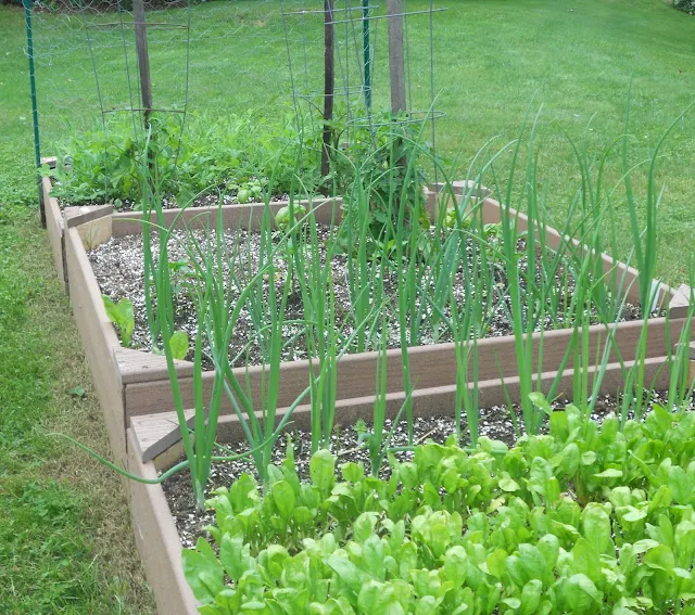 A spring vegetable garden