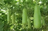 Upo (Bottle Gourd) Cultivation Guide: All You Need to Know in Planting, Growing and Harvesting Upo