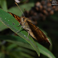 La maculada o mariposa de los muros (Pararge aegeria)