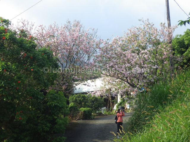 Taipei cherry blossoms