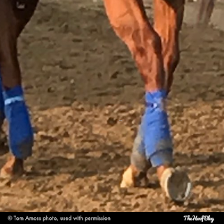  three-quarter shoe worn by Justify