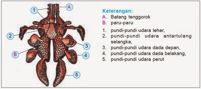  Sistem  Pernapasan  pada Hewan  Belajar Kelompok