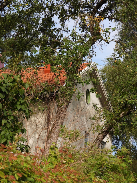 Kanske stadens högsta äppelträd?