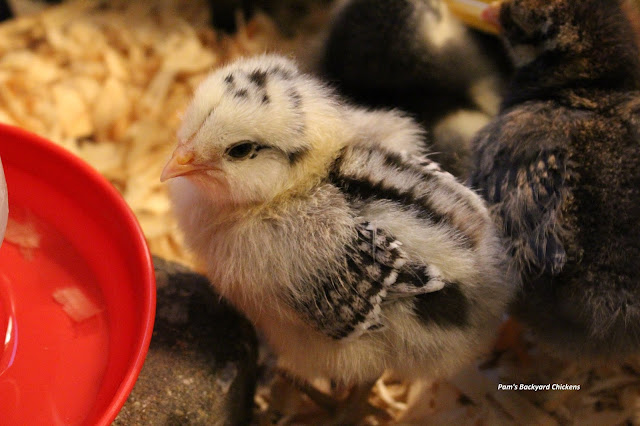 Good baby chick health early on gives your birds the building blocks they need to become healthy adults.