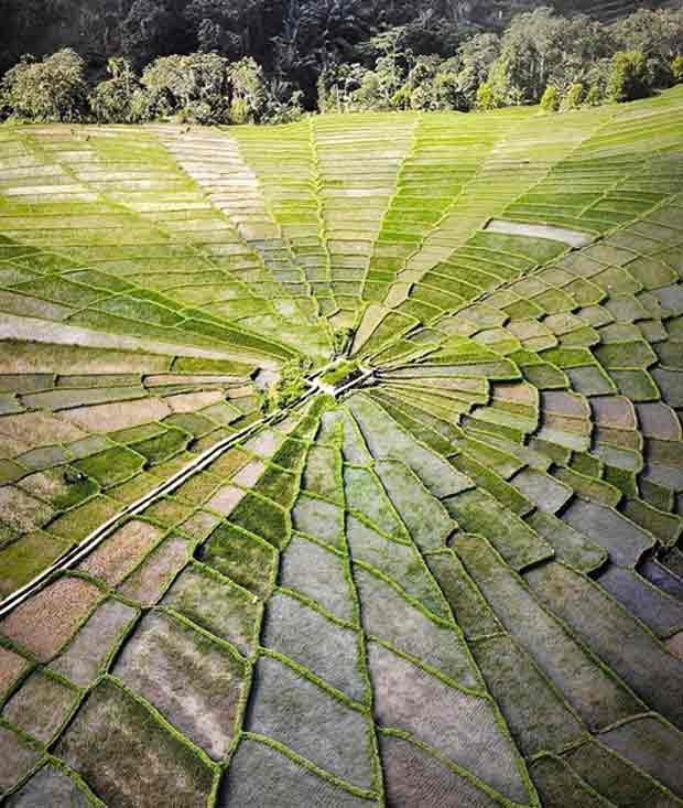 Sawah Spiderweb di Manggarai Flores NTT, Warisan Nenek Moyang yang Masih Bertahan