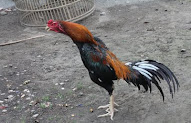 52+ Gambar Harga Ayam Cemani