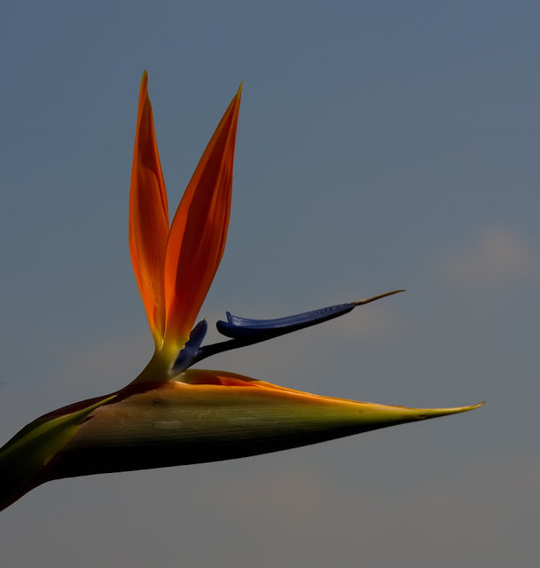 Picture Of Birds Of Paradise Flower