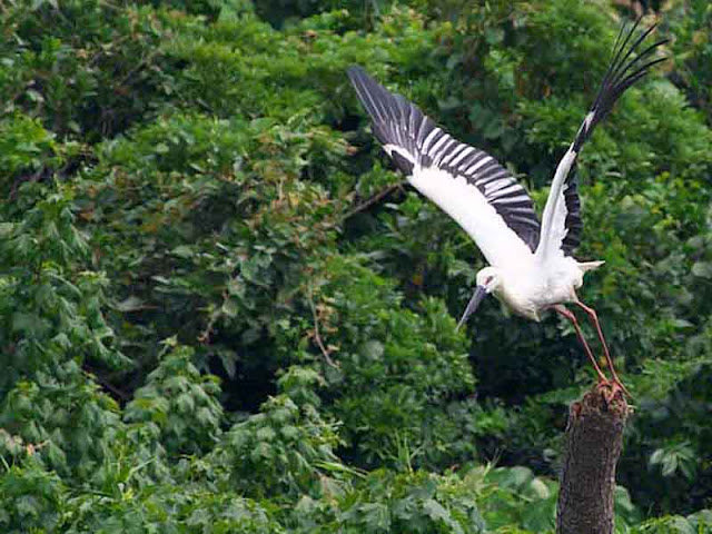 bird, Oriental Stork, flight, Kourijima, Okinawa